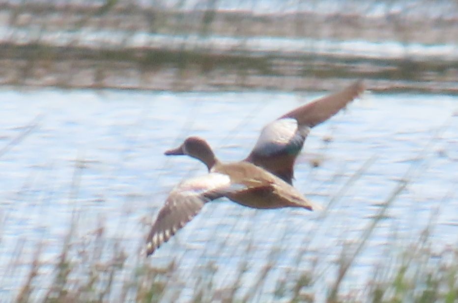 Blue-winged Teal - ML645585438