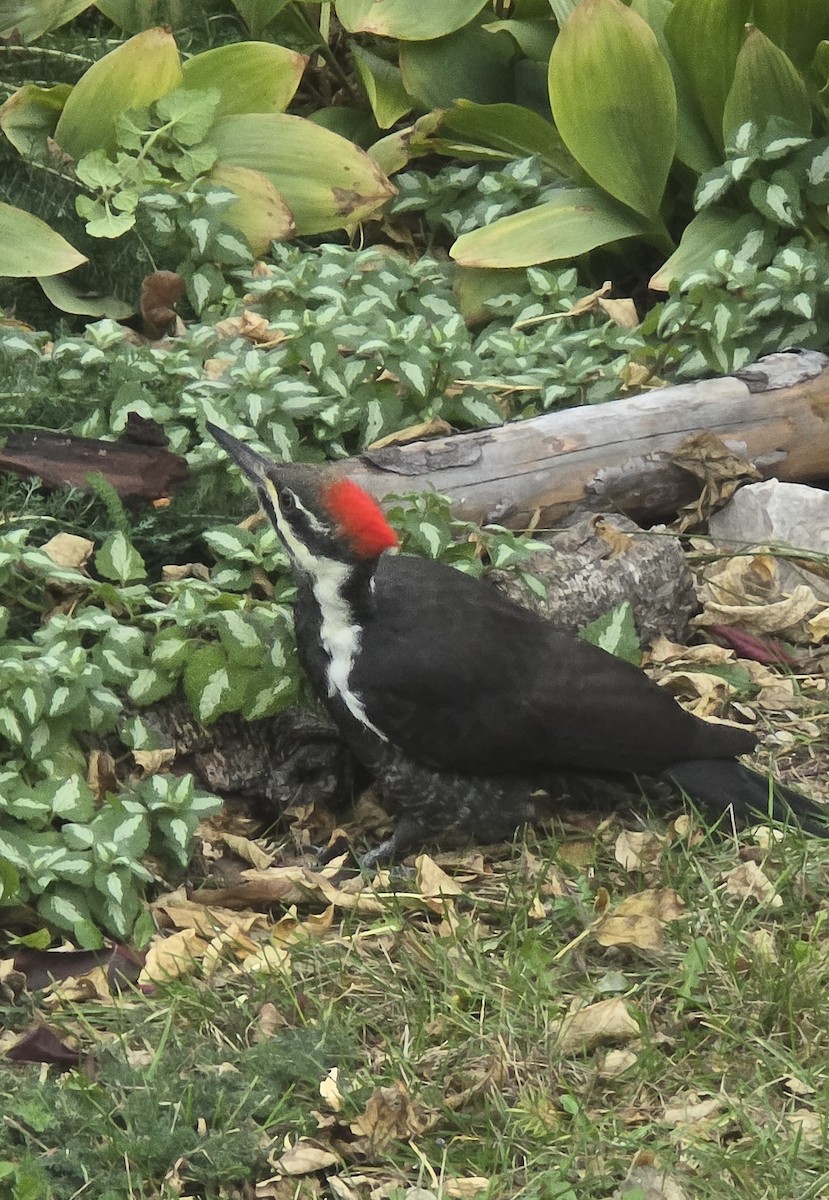 Pileated Woodpecker - ML645585440