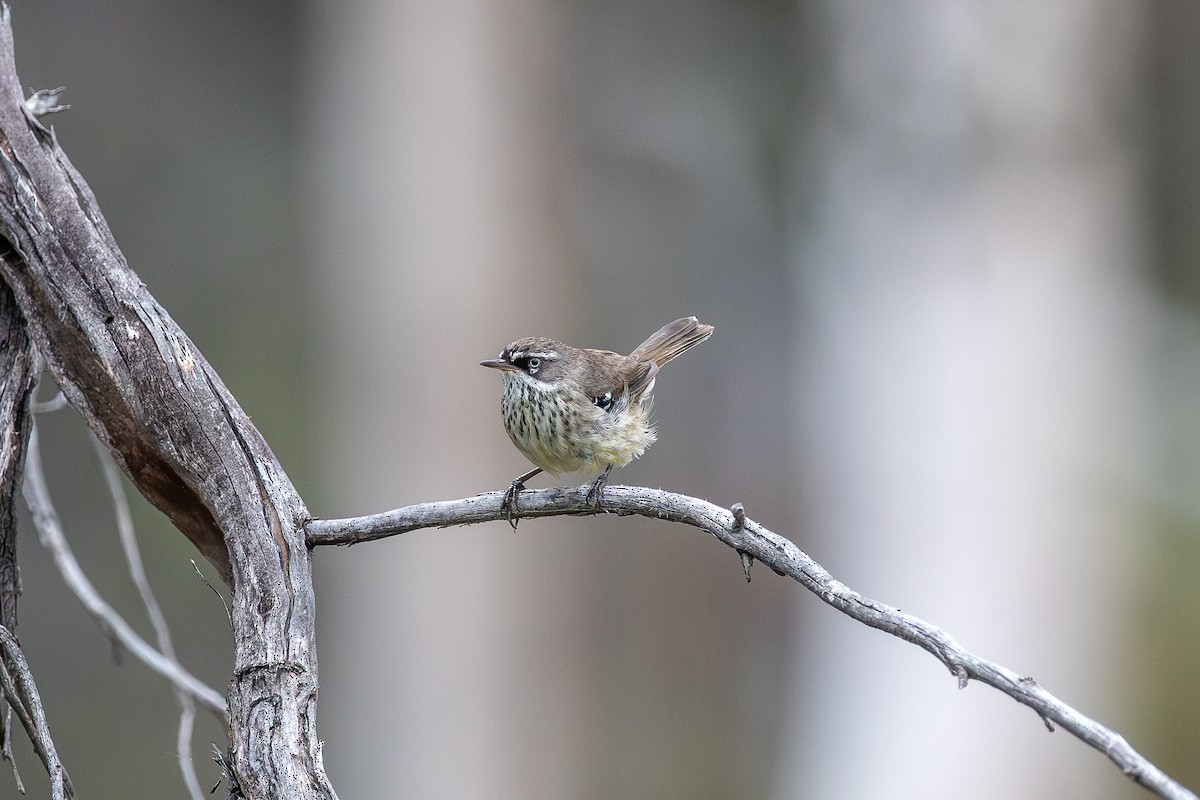 Benekli Serikornis - ML645585447