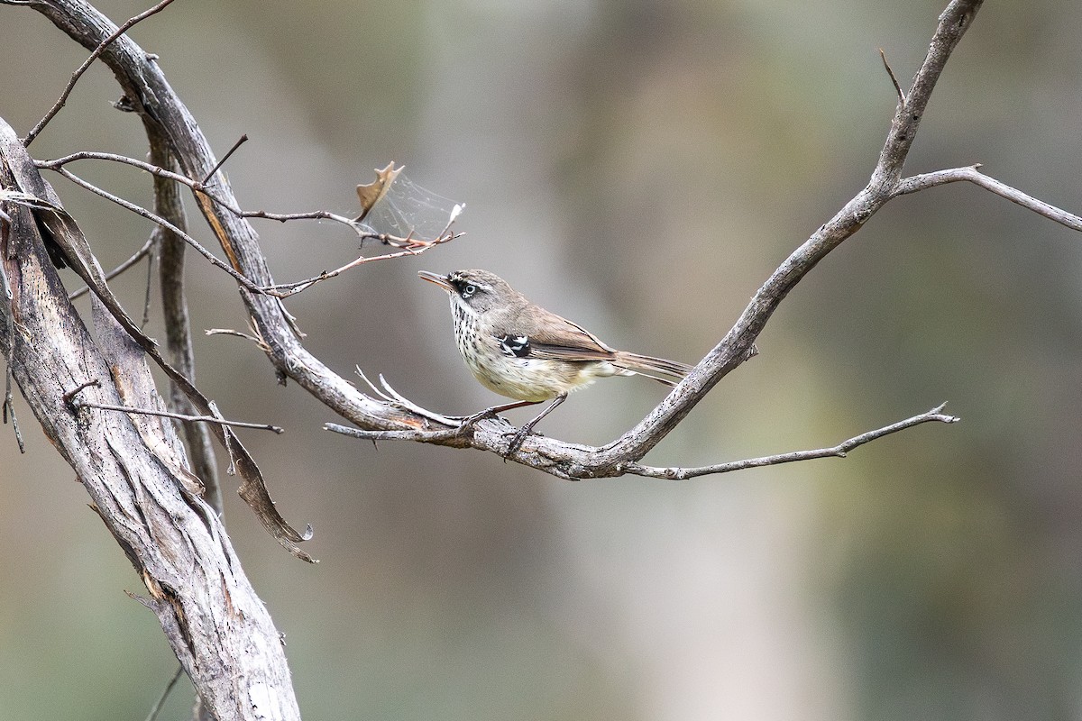 Benekli Serikornis - ML645585448