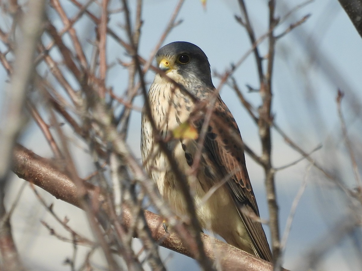 Eurasian Kestrel - ML645585459