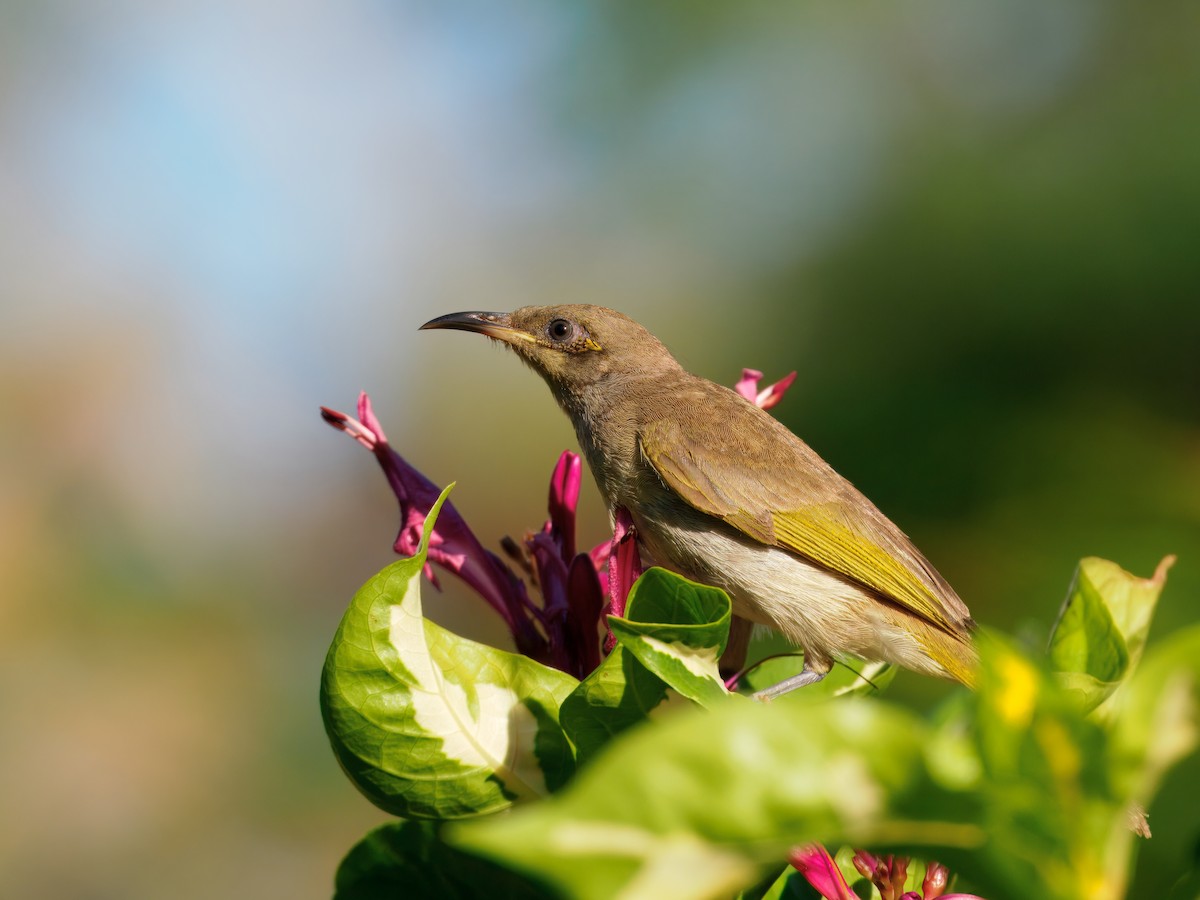 Brown Honeyeater - ML645585461
