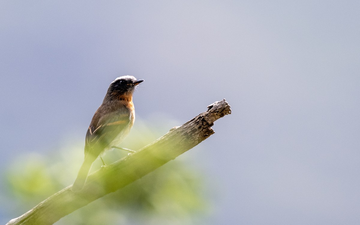 Orangebrust-Schmätzertyrann - ML645585469