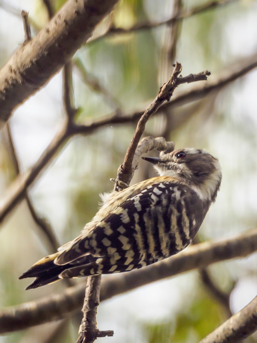 Japanese Pygmy Woodpecker - ML645585472