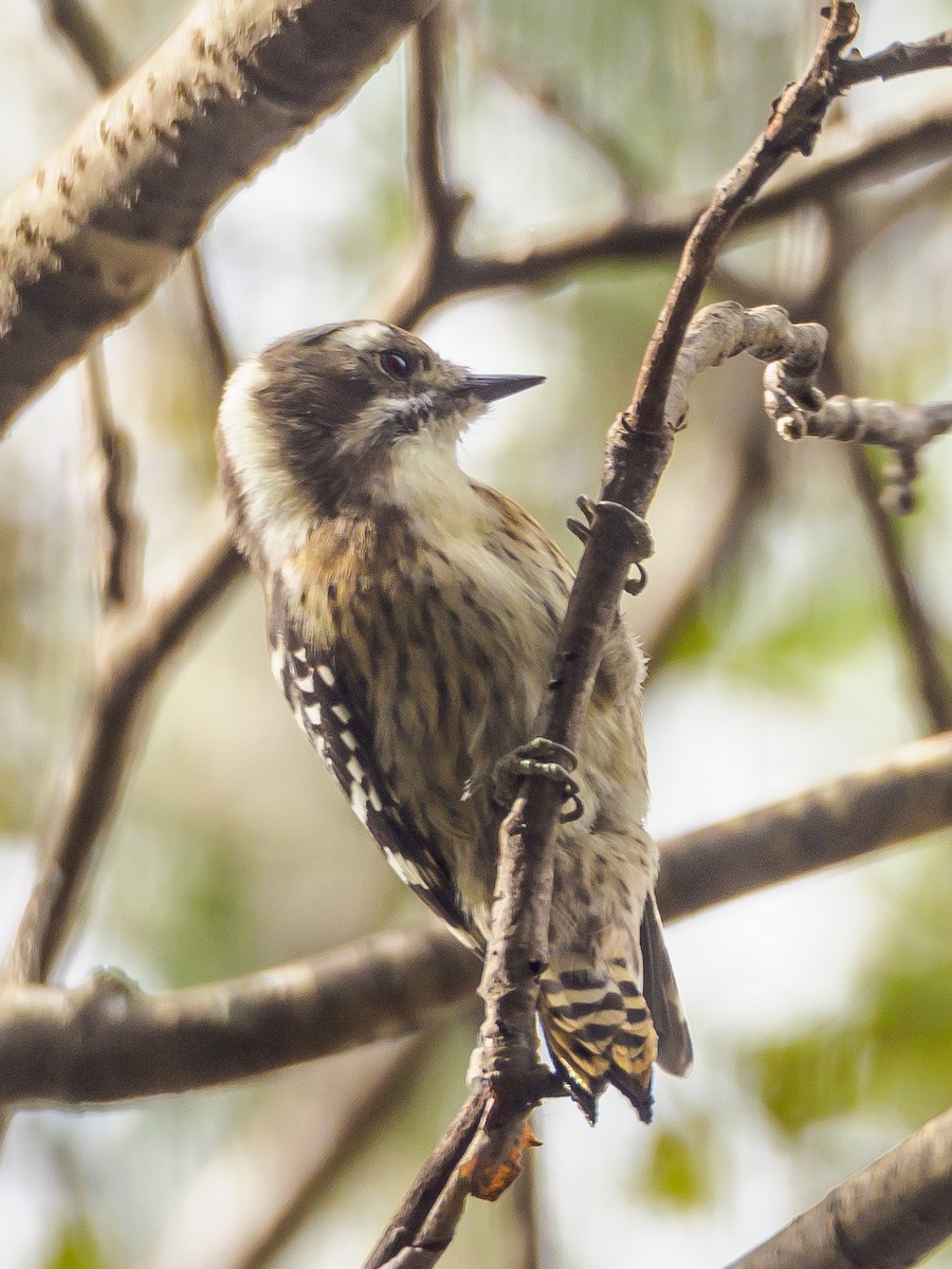 Japanese Pygmy Woodpecker - ML645585473