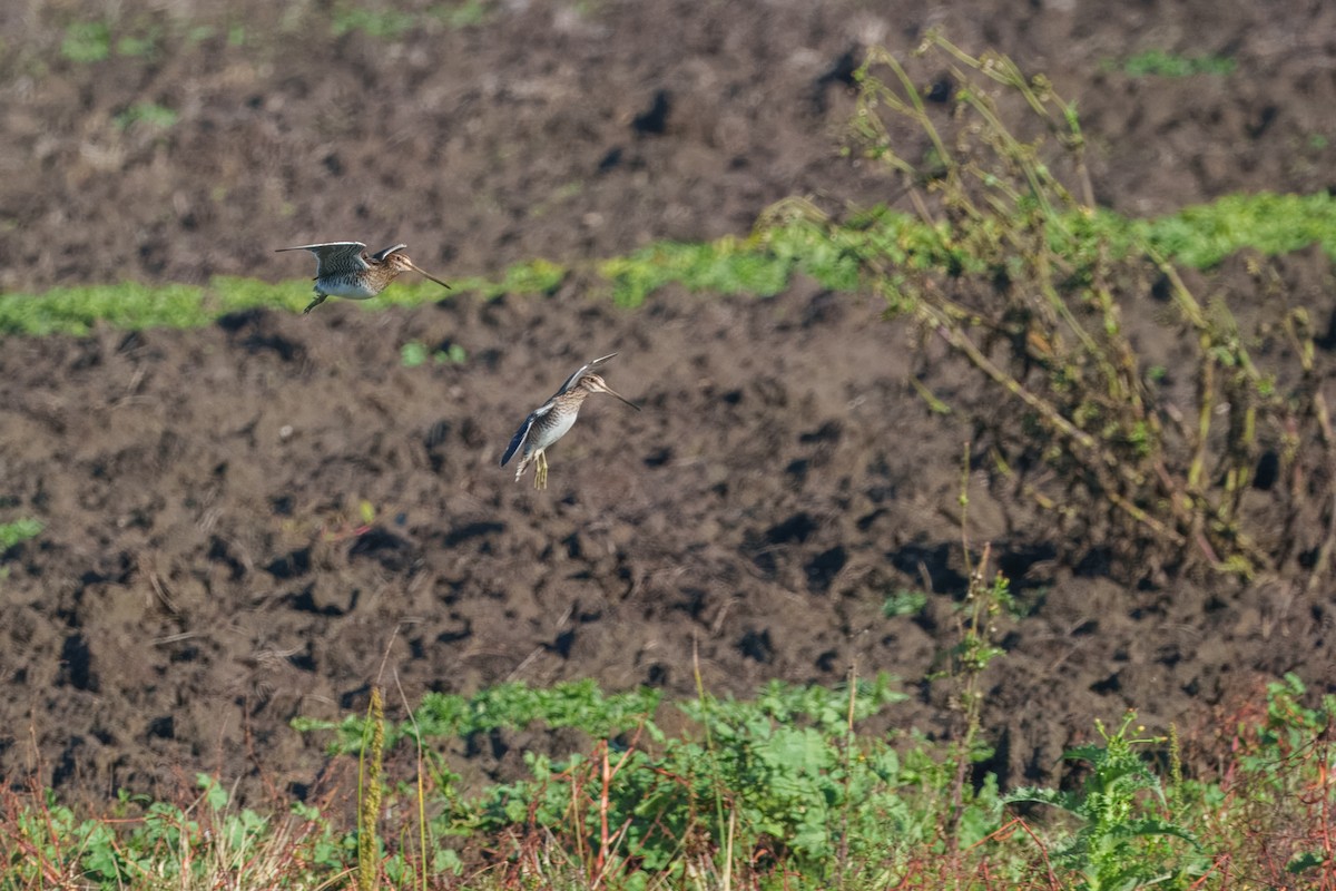 Wilson's Snipe - ML645585474