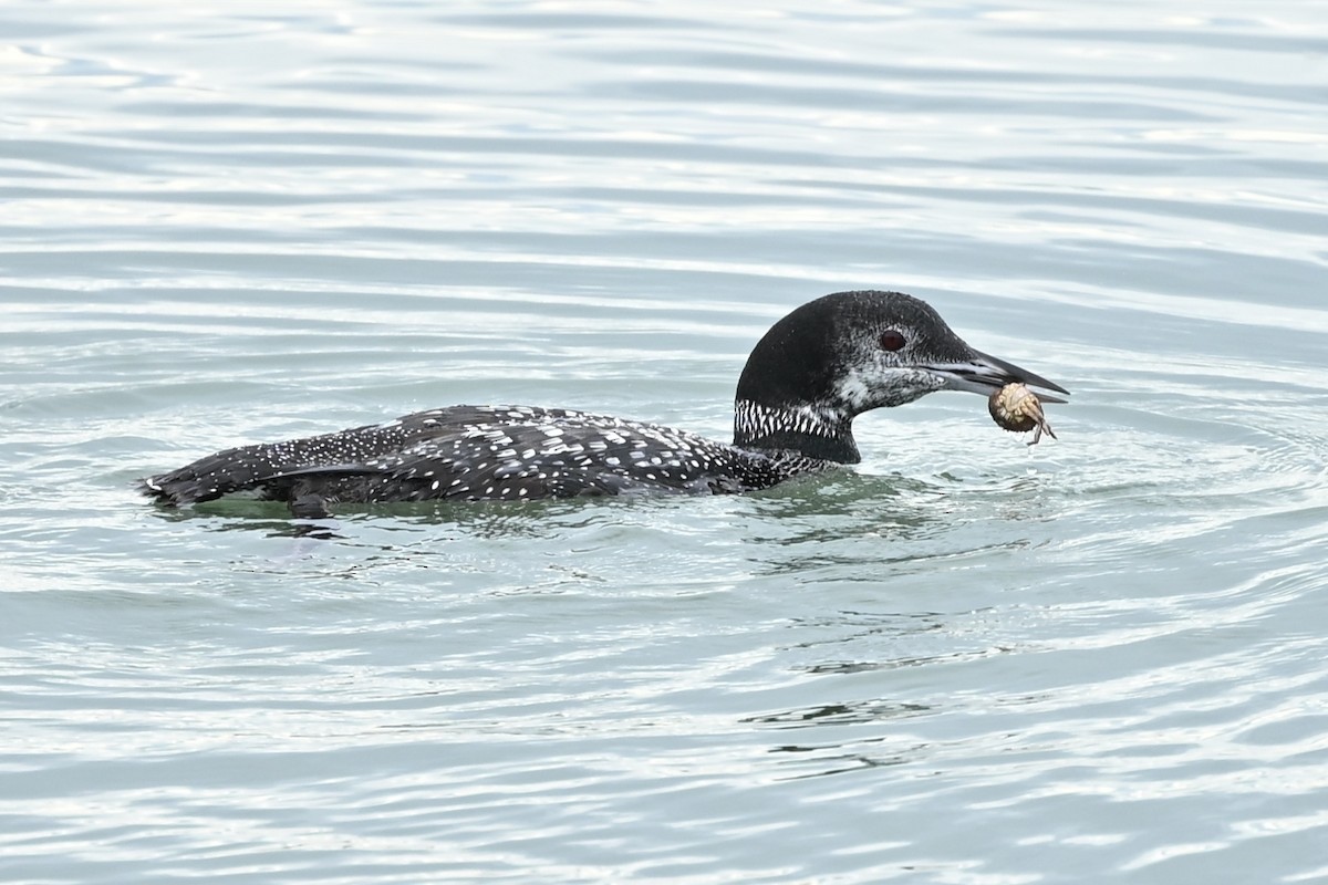 Buz Dalgıcı - ML645585475