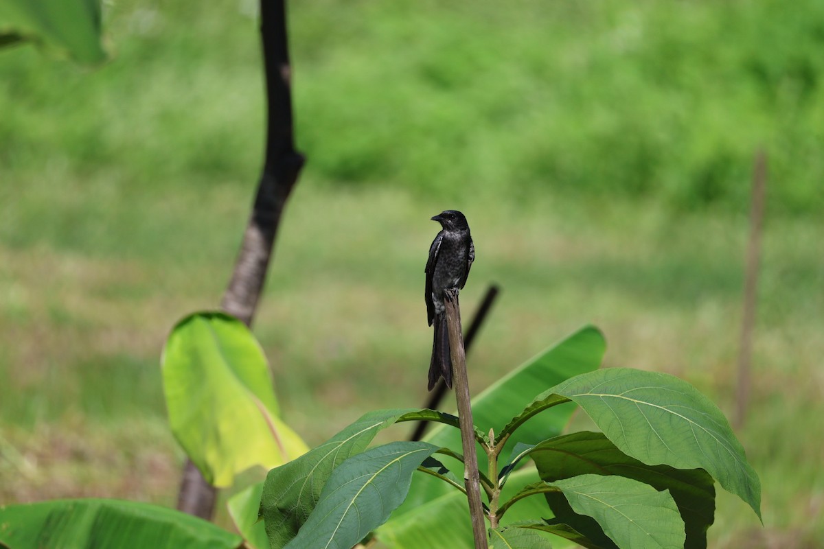 svartdrongo - ML645585486