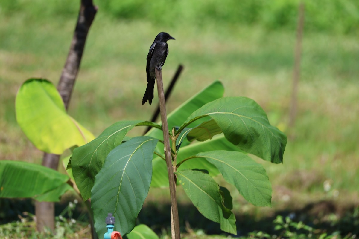 svartdrongo - ML645585487