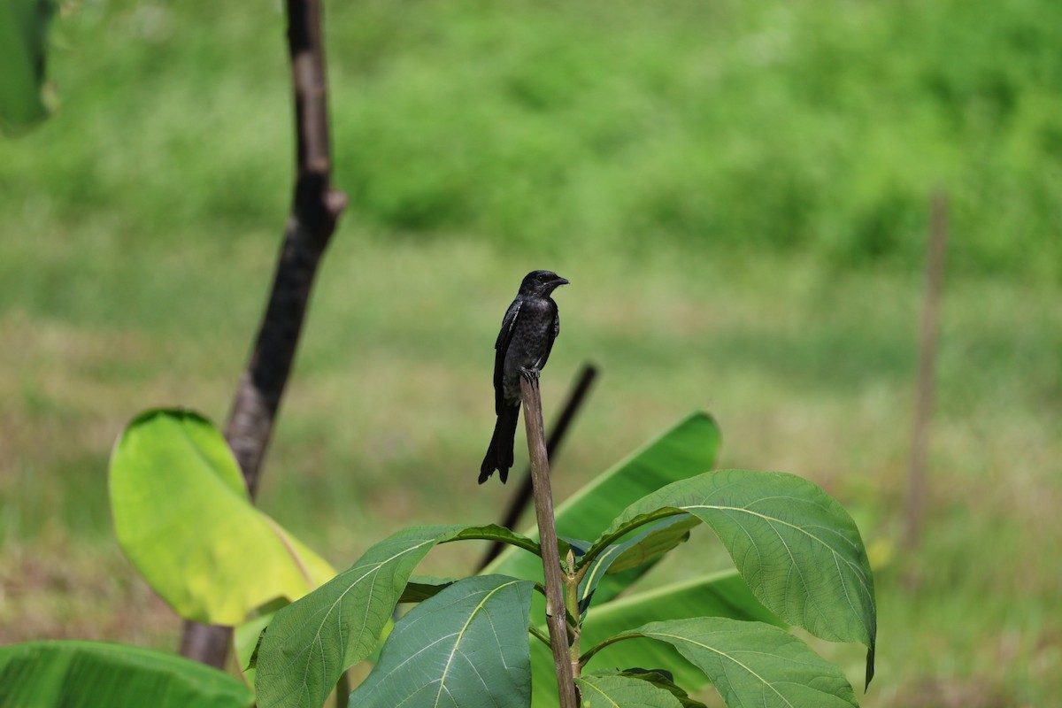 svartdrongo - ML645585488