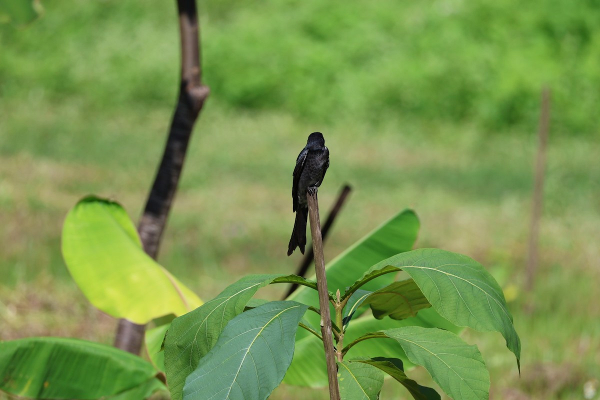 svartdrongo - ML645585489