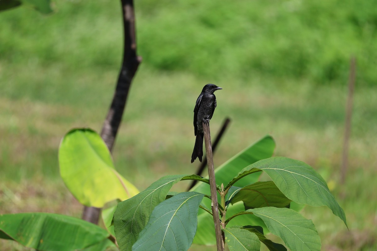svartdrongo - ML645585490