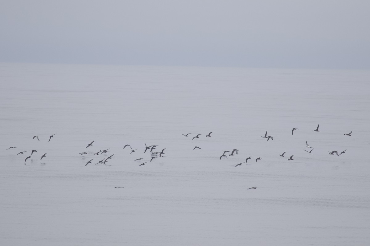 havlire - ML645585493