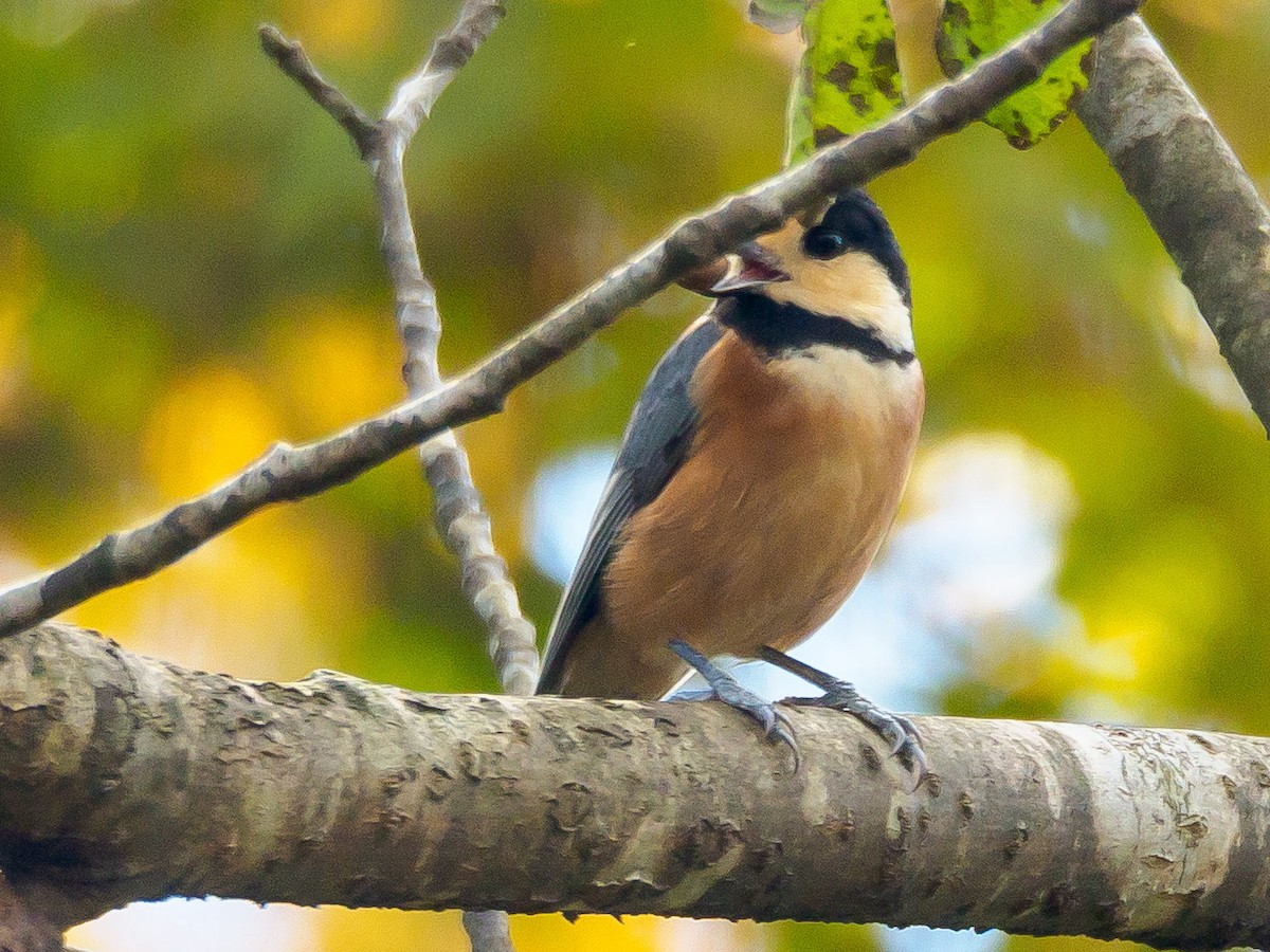 rødmeis - ML645585495