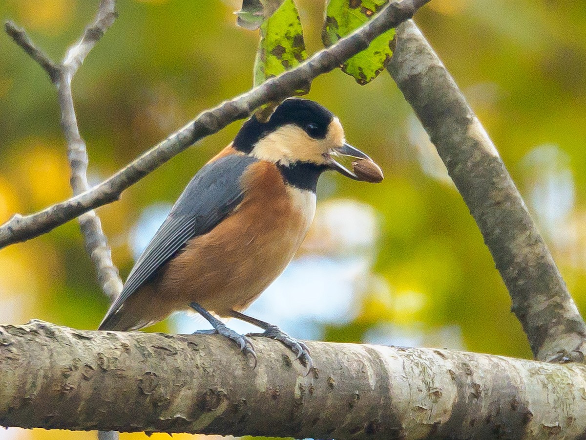 rødmeis - ML645585496