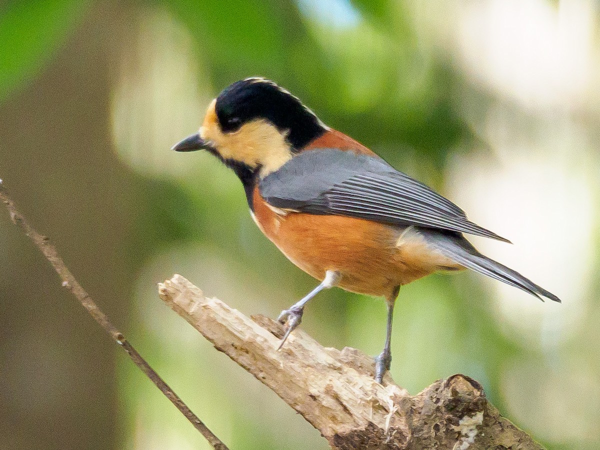 rødmeis - ML645585497