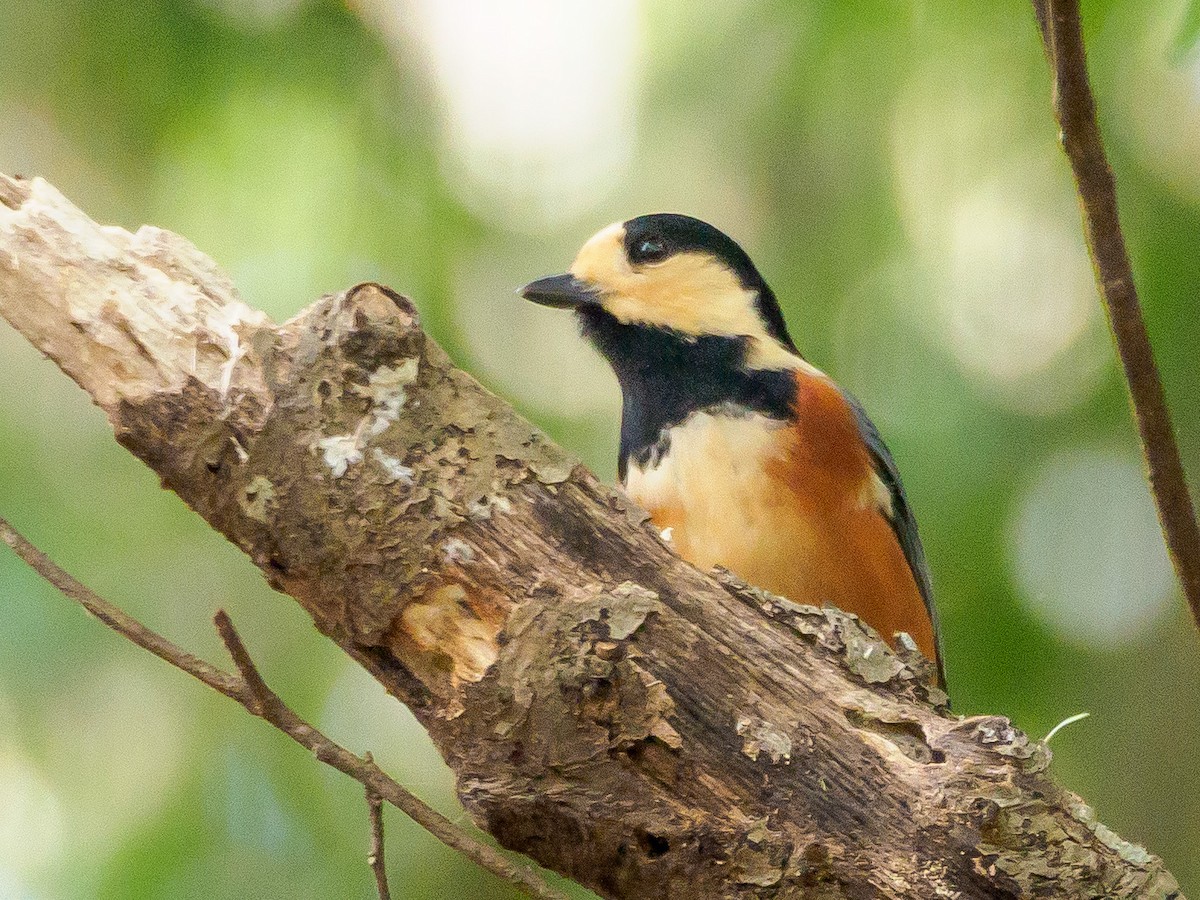 rødmeis - ML645585498