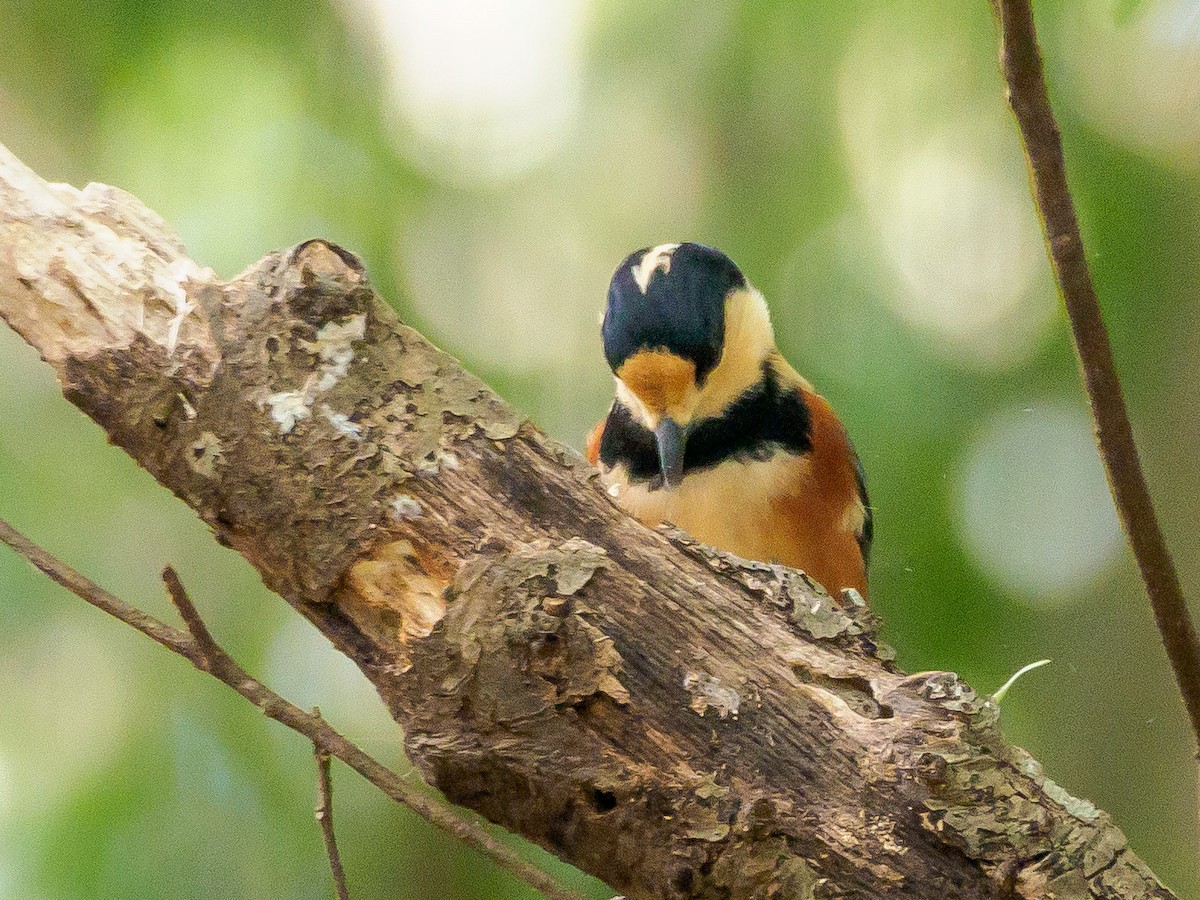 rødmeis - ML645585499