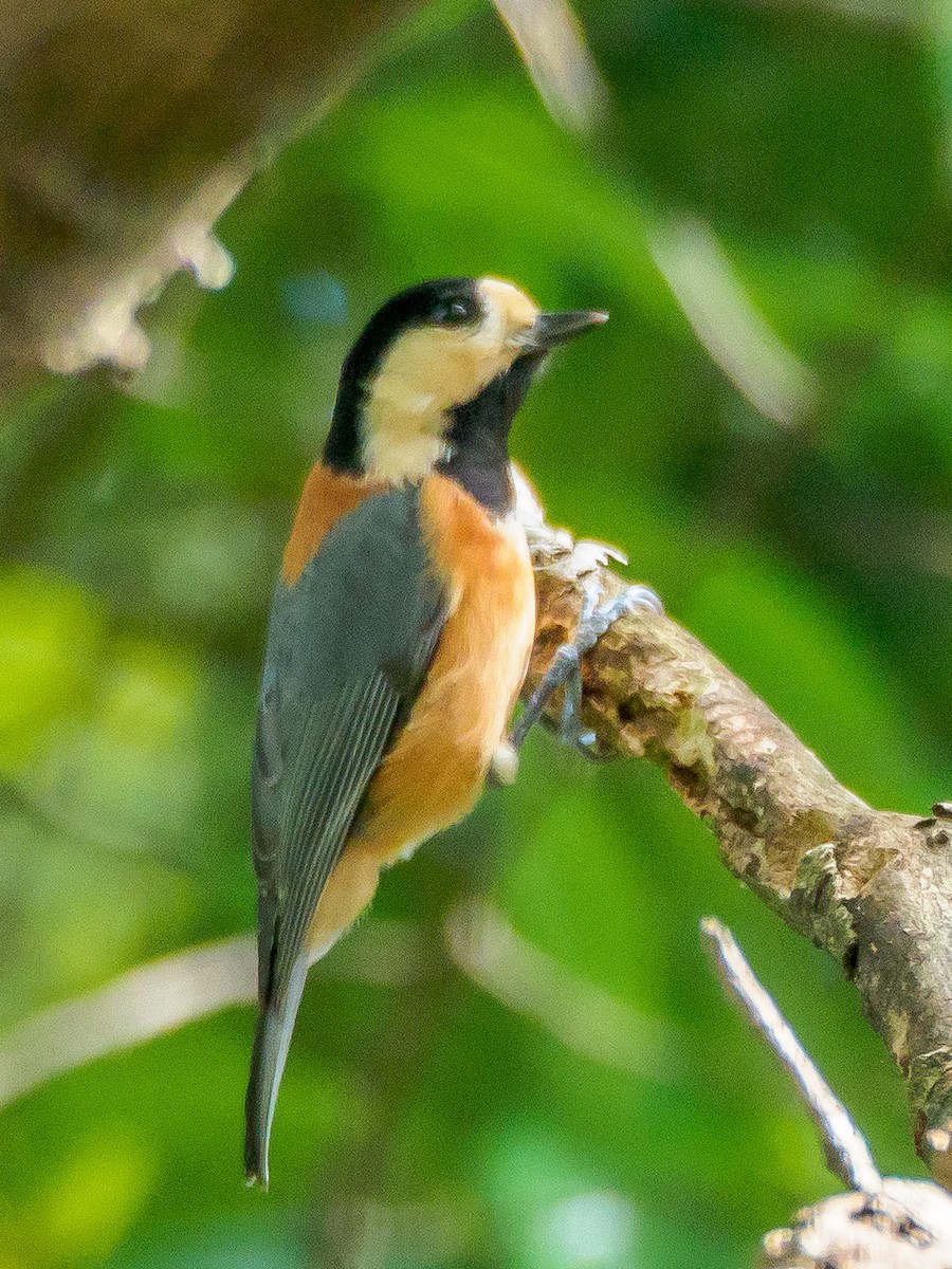 rødmeis - ML645585500