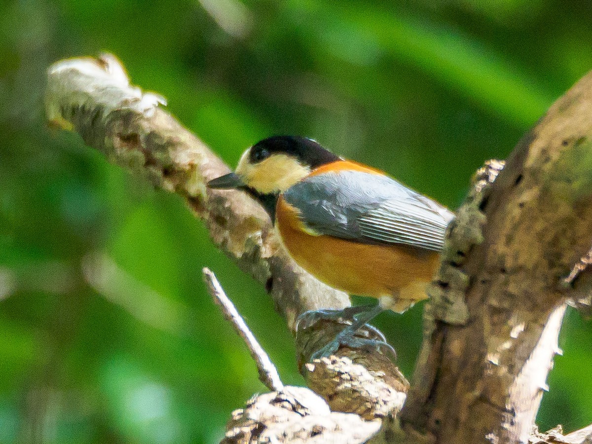 rødmeis - ML645585501