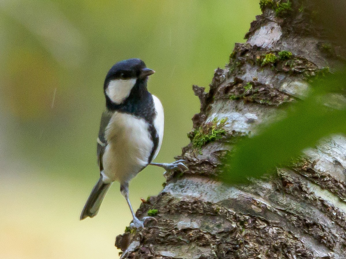 gråkjøttmeis (minor gr.) - ML645585502