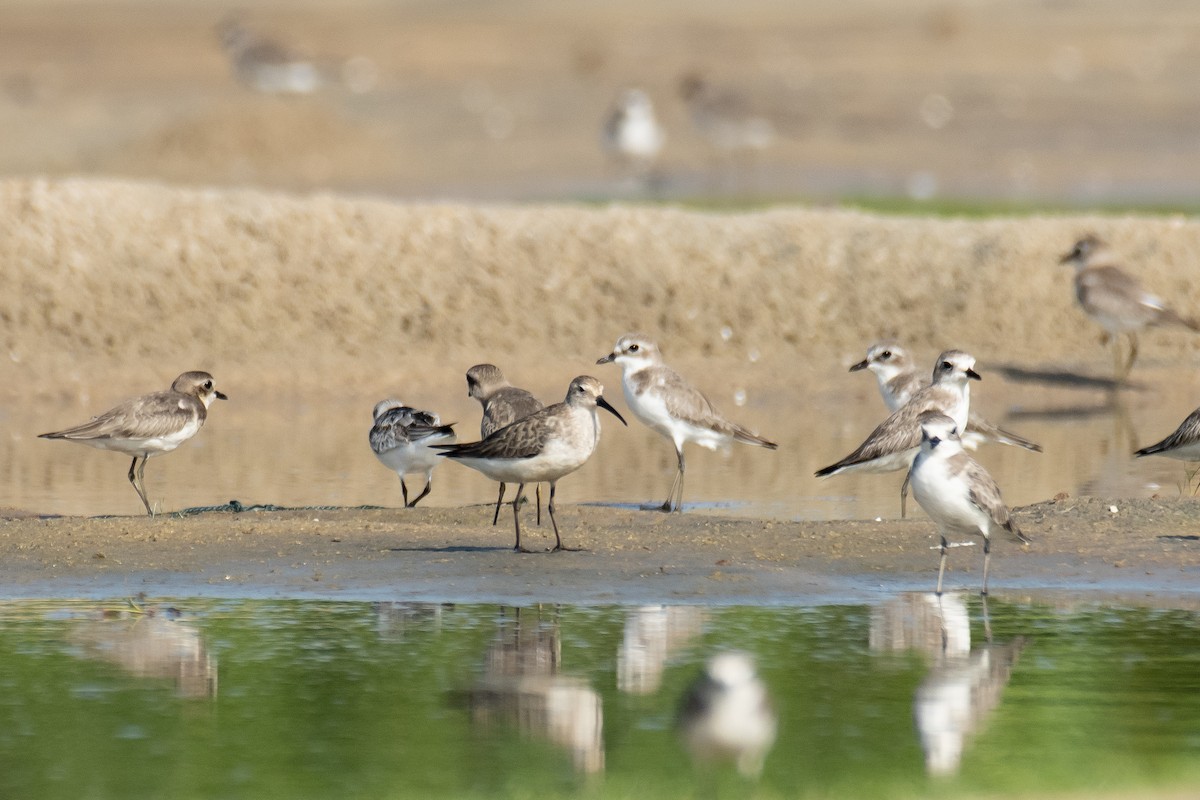 白腰草鷸 - ML645585510