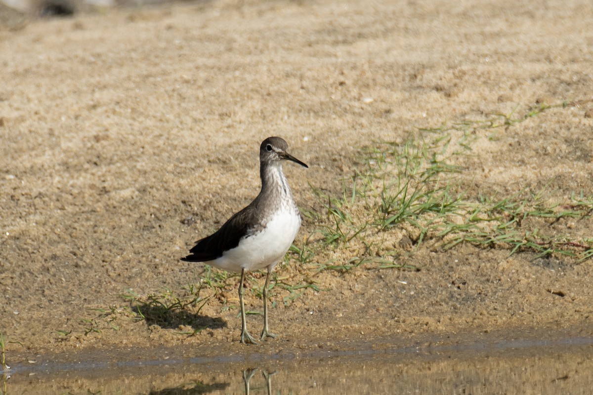 白腰草鷸 - ML645585511