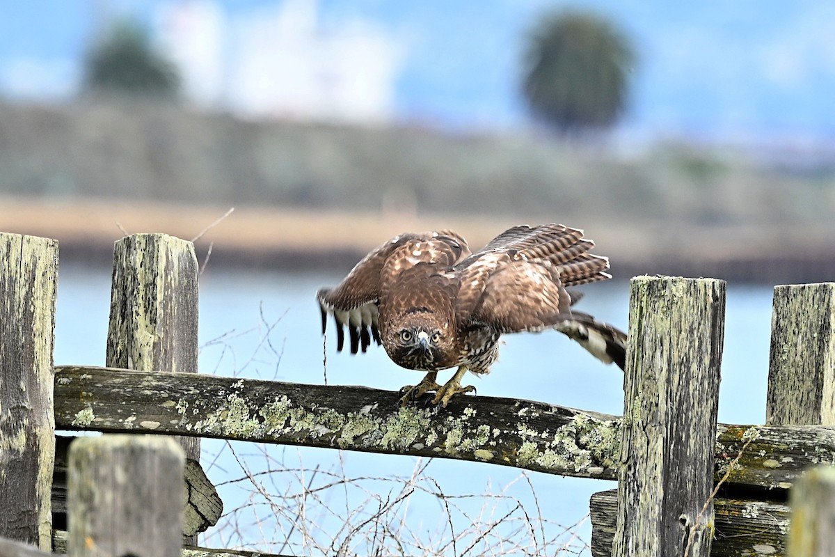 Red-tailed Hawk - ML645585512