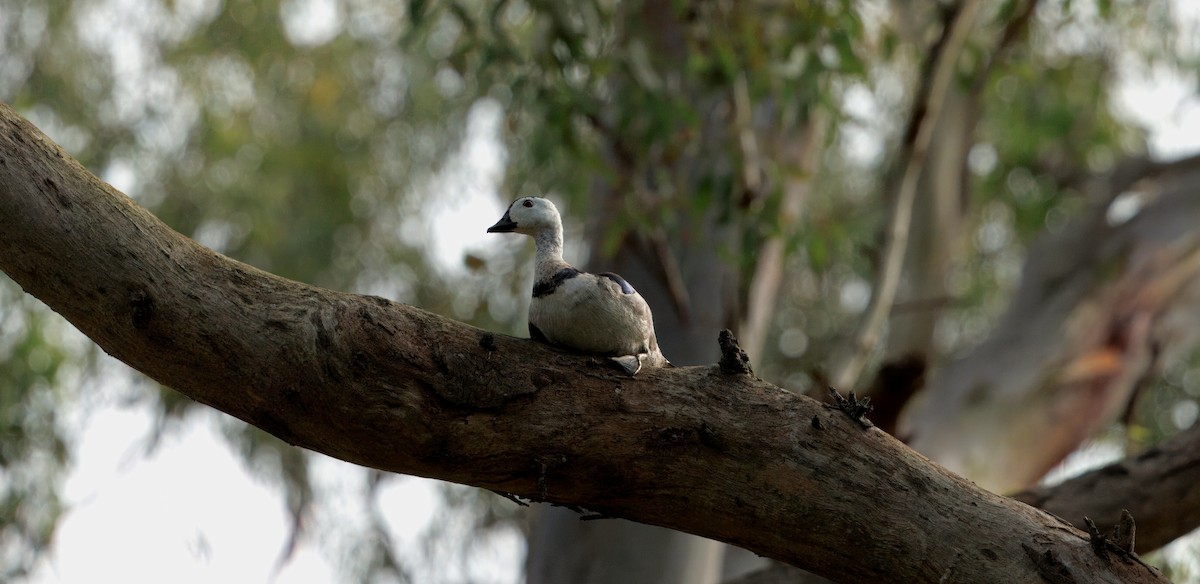 棉鴨 - ML645585513