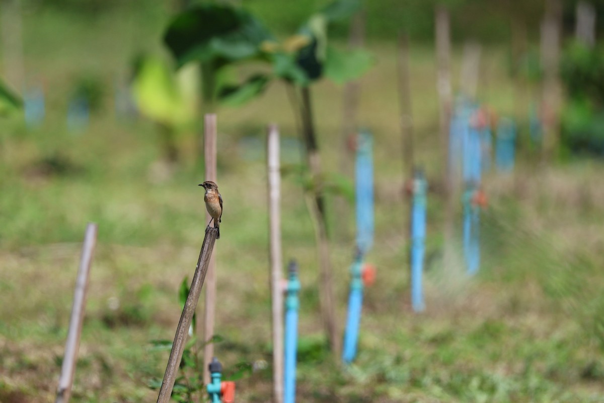 黑喉鴝 - ML645585514