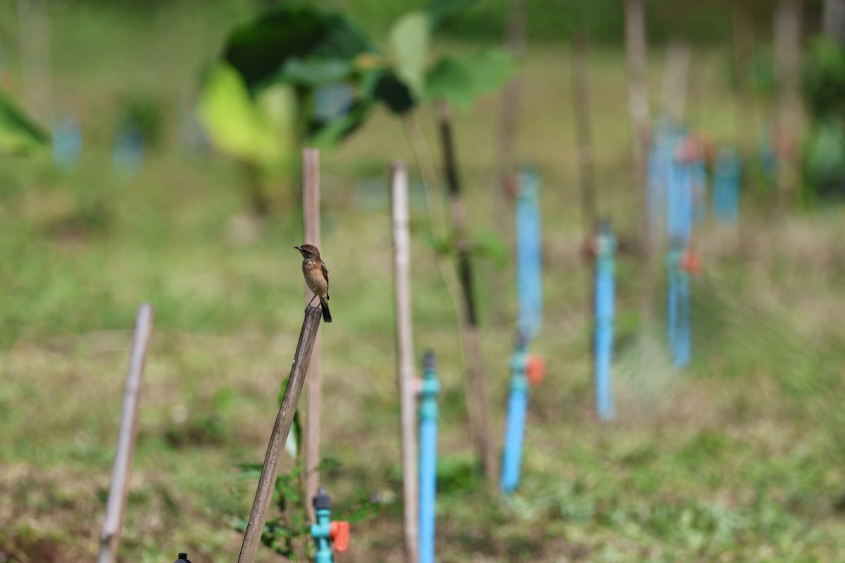 黑喉鴝 - ML645585515