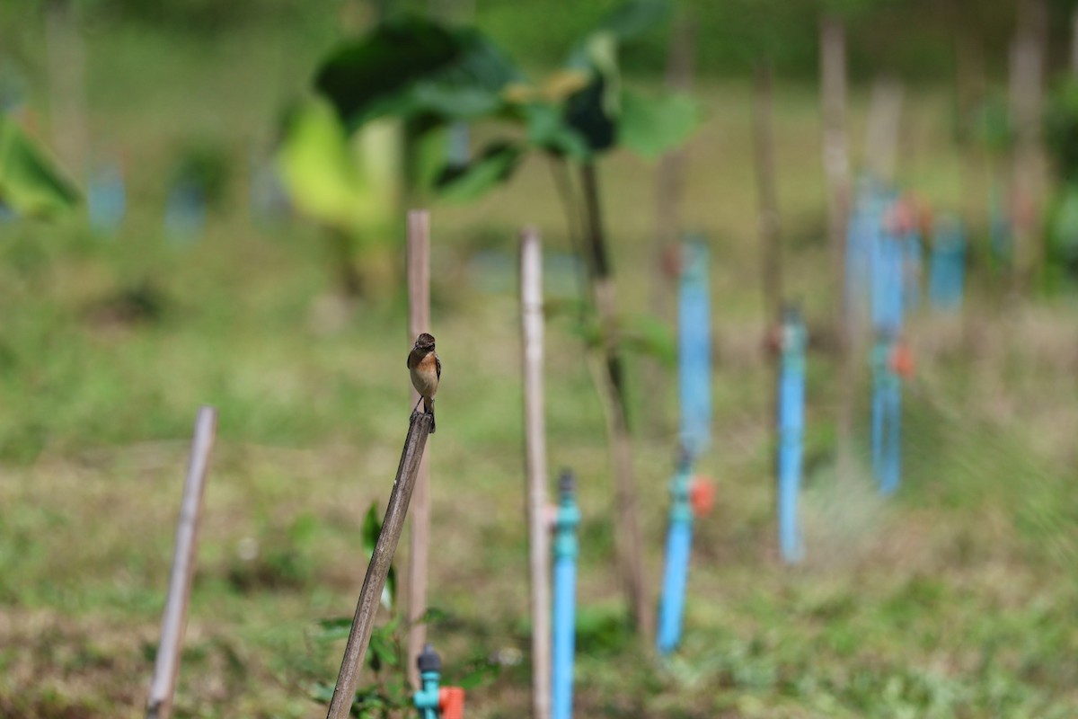 黑喉鴝 - ML645585516