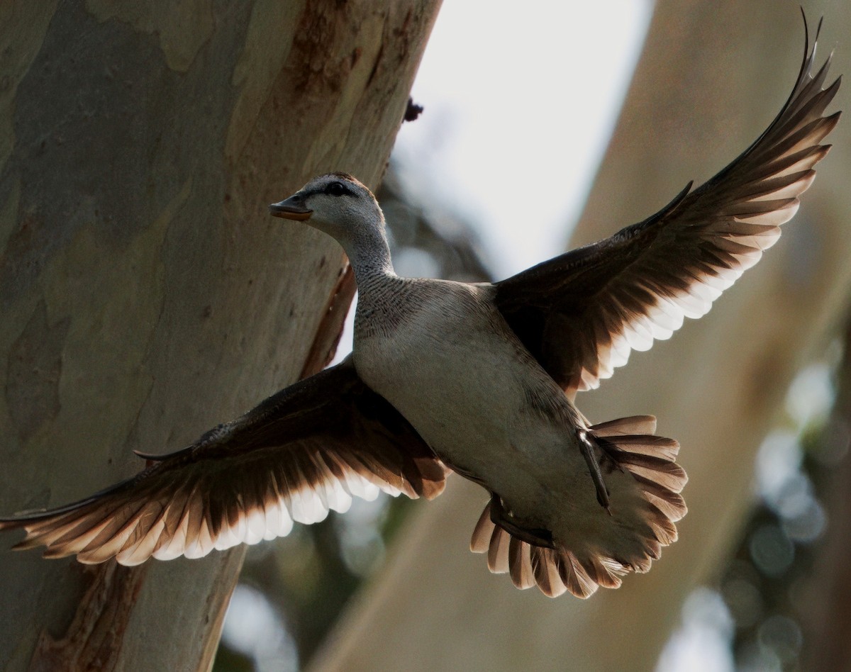 棉鴨 - ML645585517