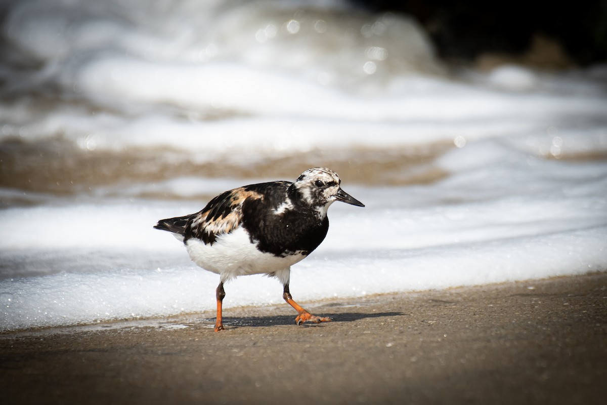 翻石鷸 - ML645585518