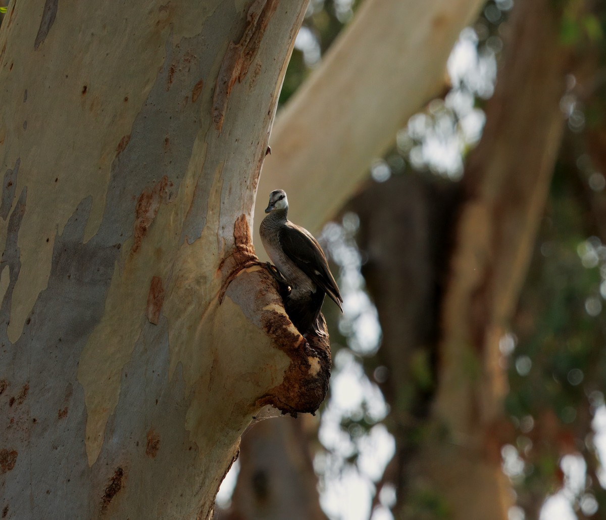 棉鴨 - ML645585519