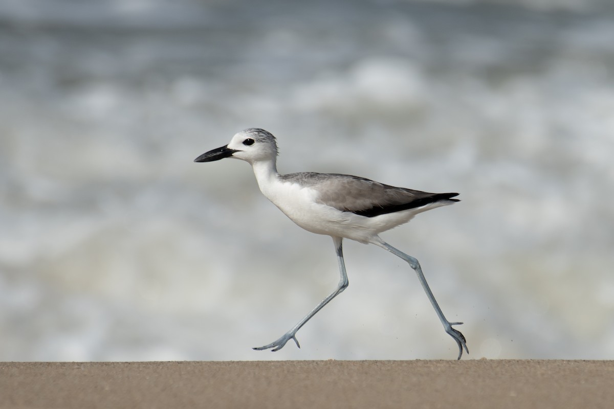 Crab-Plover - ML645585520
