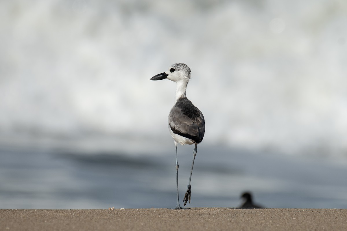 Crab-Plover - ML645585521