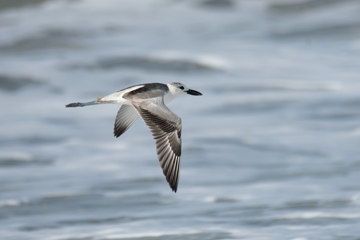 Crab-Plover - ML645585522