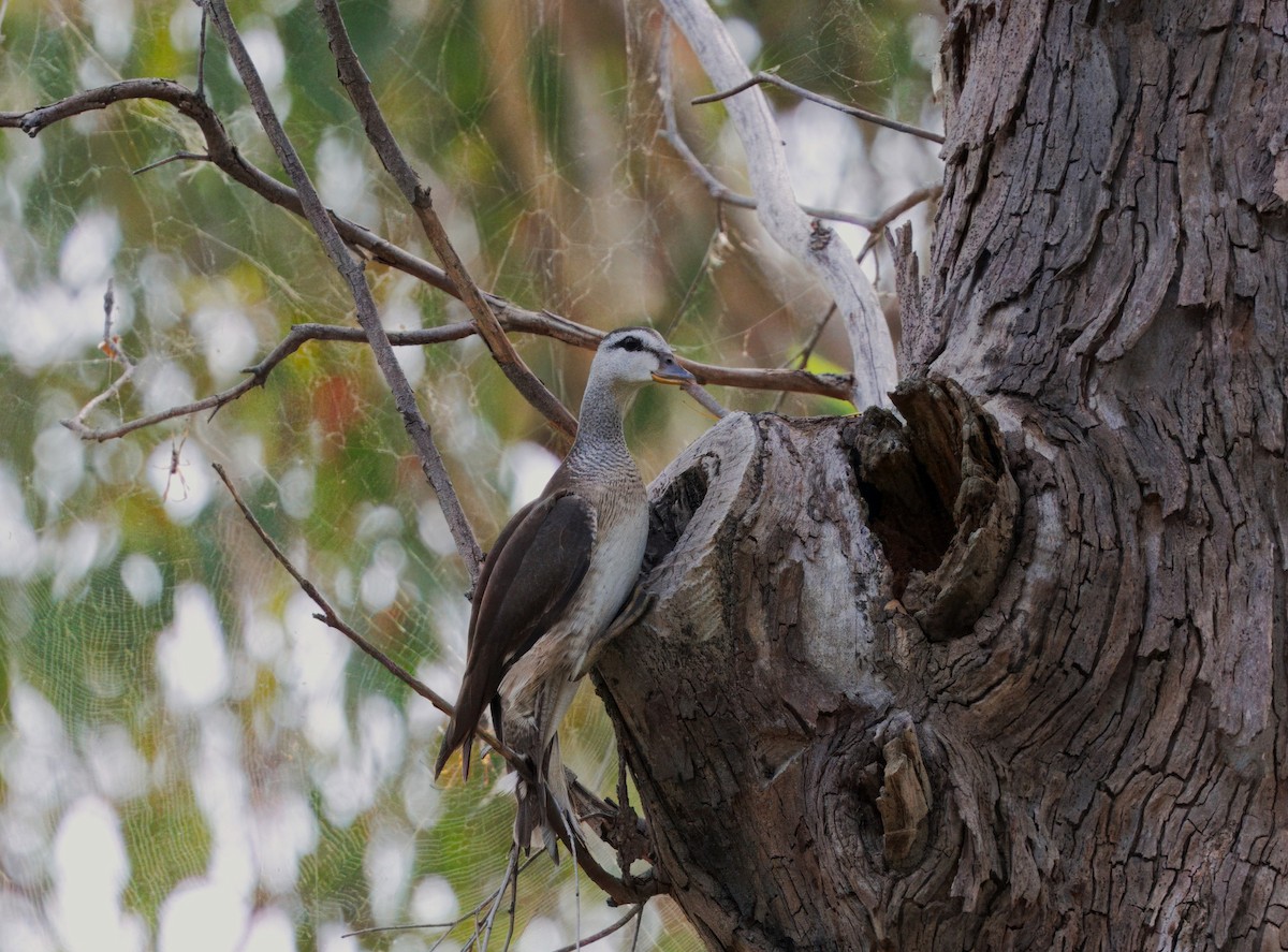 棉鴨 - ML645585523