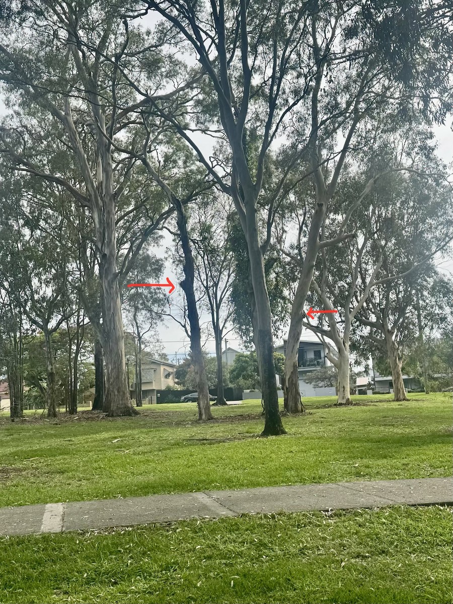 棉鴨 - ML645585525