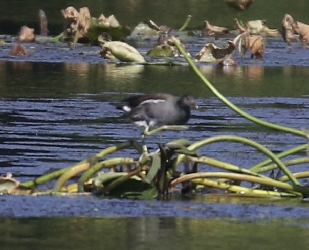 Common Gallinule - ML645585526
