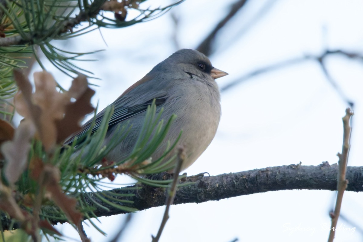 Dark-eyed Junco (Red-backed) - ML645585527