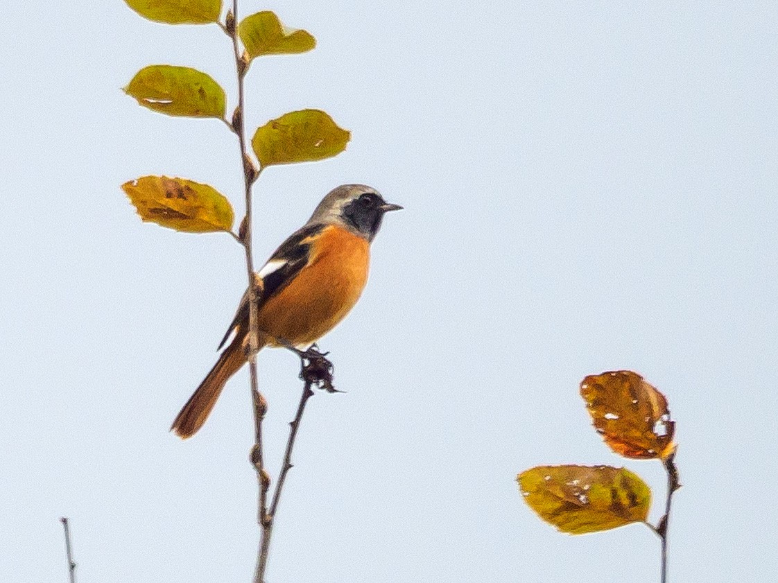 黃尾鴝 - ML645585528