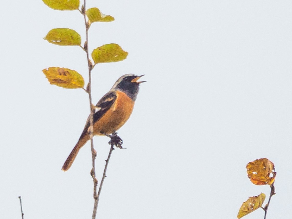 黃尾鴝 - ML645585529