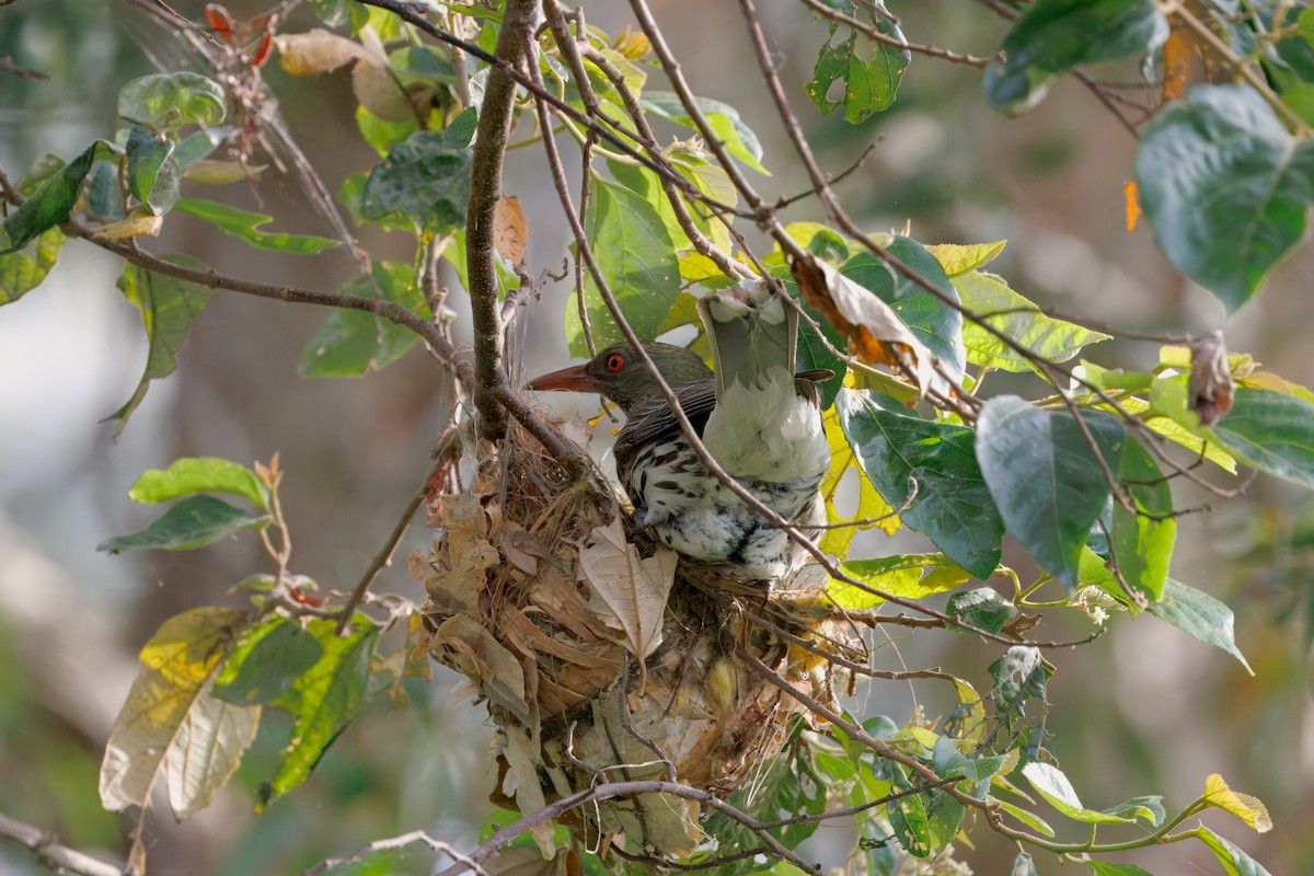 Olive-backed Oriole - ML645585530