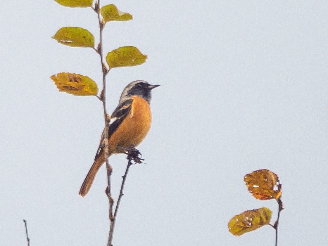 黃尾鴝 - ML645585531