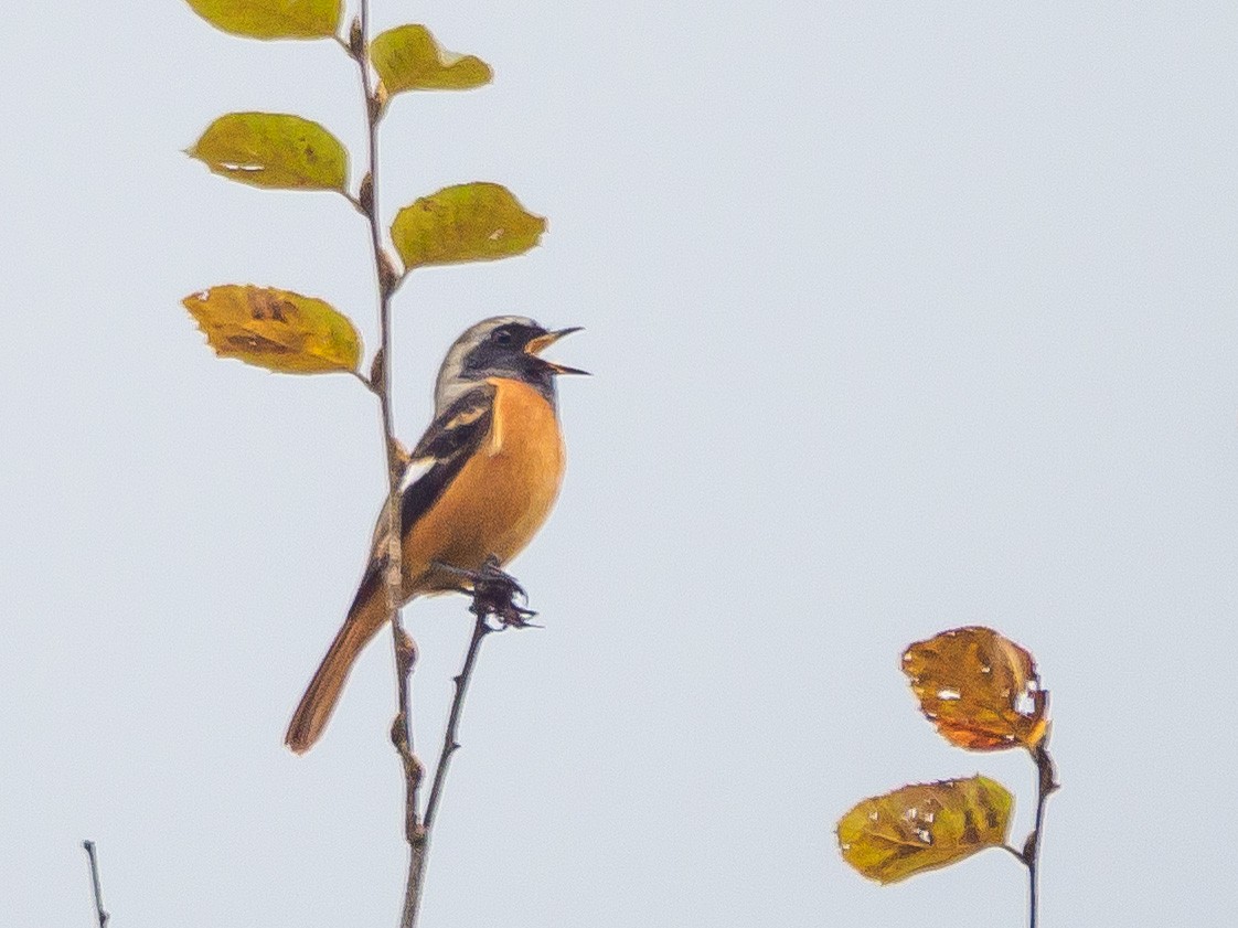 黃尾鴝 - ML645585532