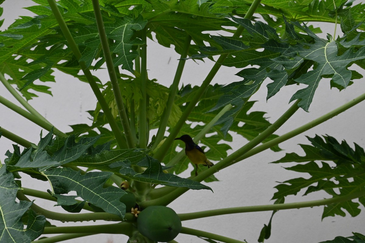 Brown-throated Sunbird - ML645585533