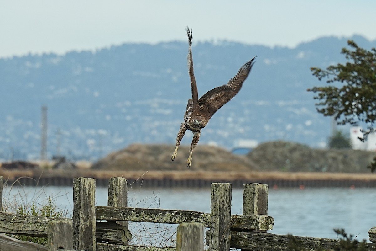 Red-tailed Hawk - ML645585534