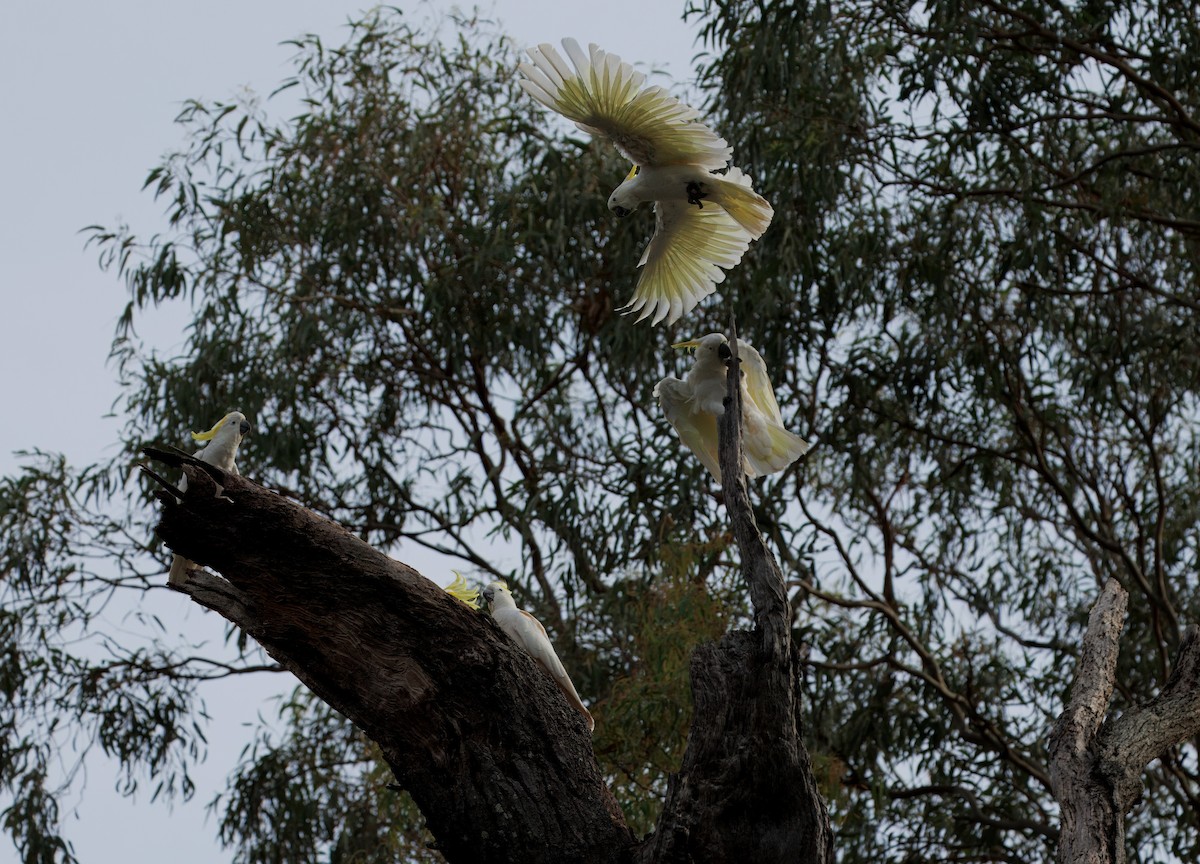 葵花鳳頭鸚鵡 - ML645585535